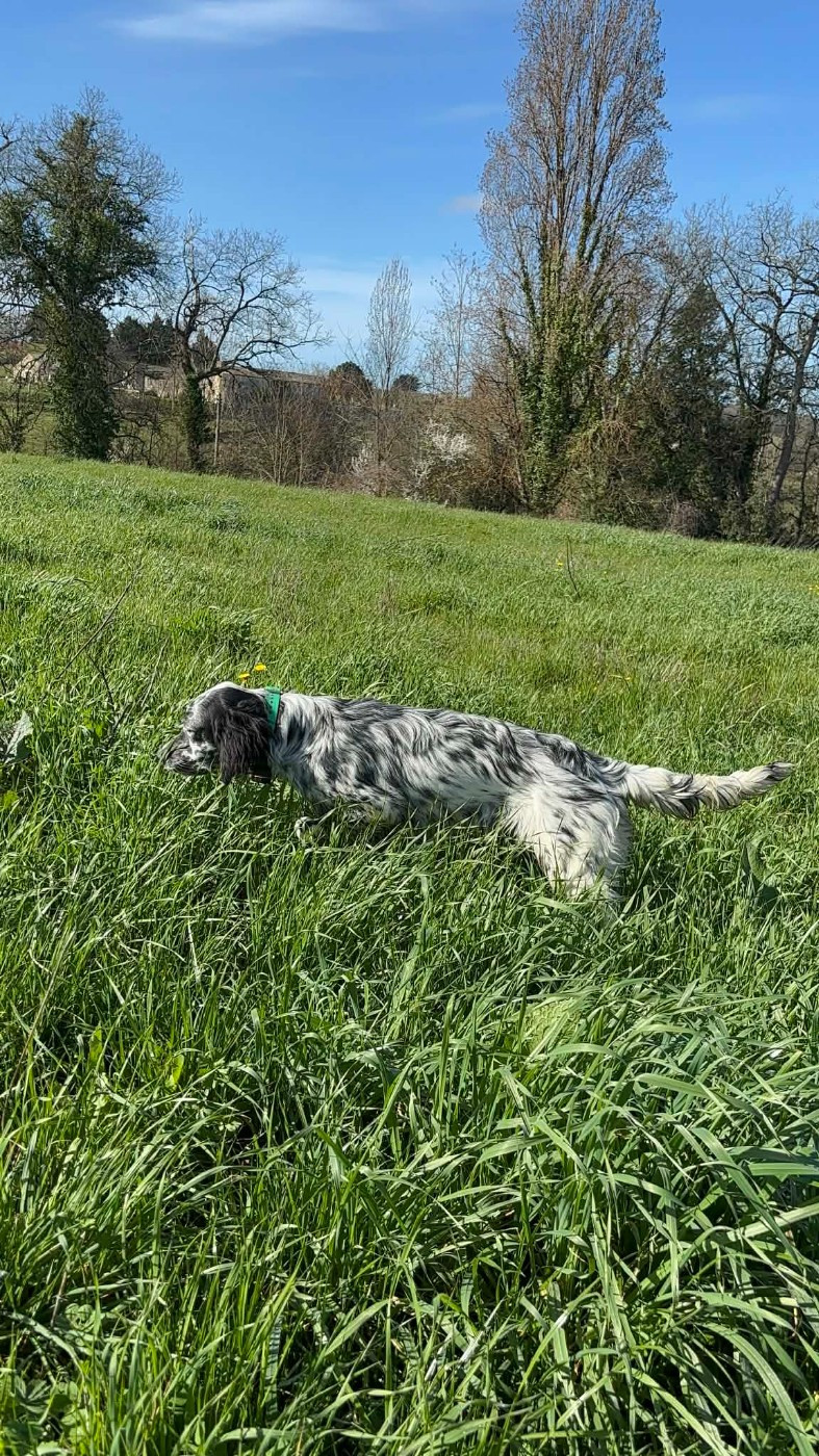 2 nouvelles saillies a l'élevage, le pére pour les deux portées est Paco , chien extra a la chasse, styliste, passionné et gros mental qui transmet ses qualités !
