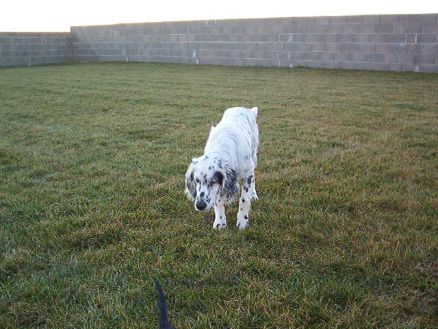 Astick ( timy des coteaux de chalosse x punky du val clair )