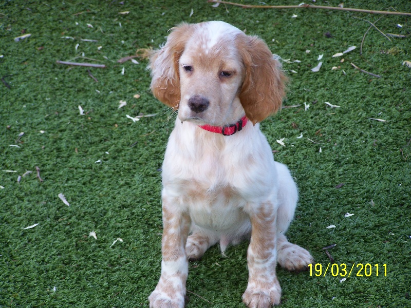 Gribouille ( Baggio x Europe des bords du rieuvert )